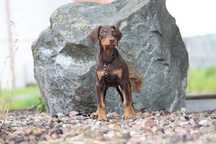 SUKA Doberman Czekoladowy