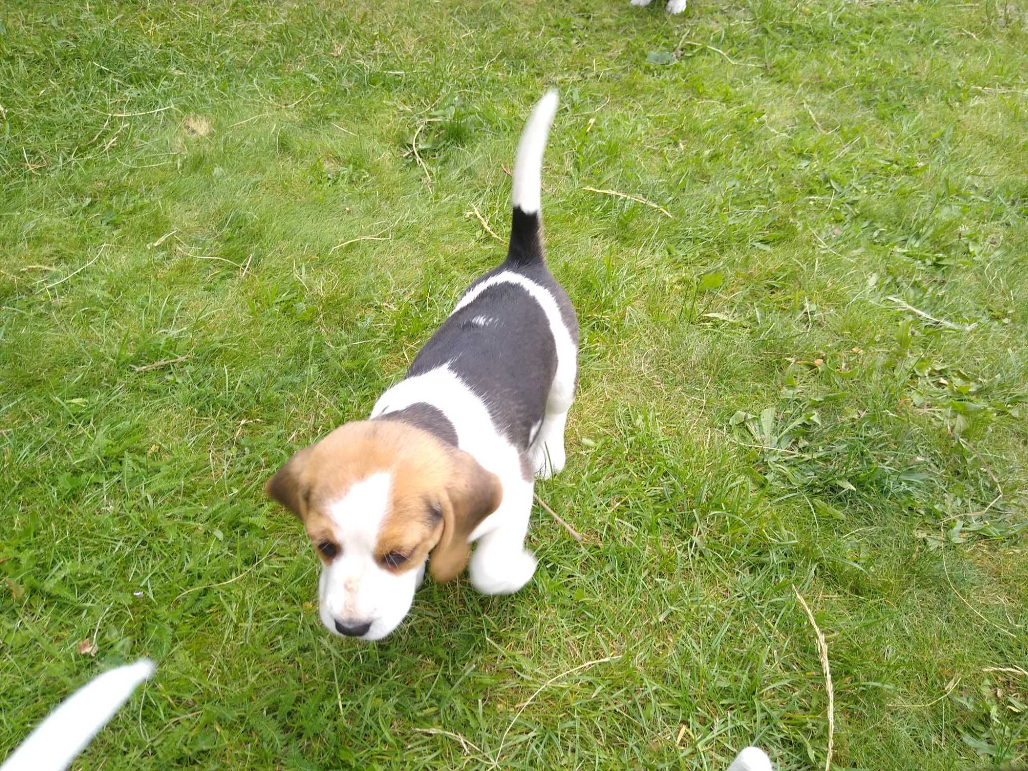 Beagle szczeniaczek