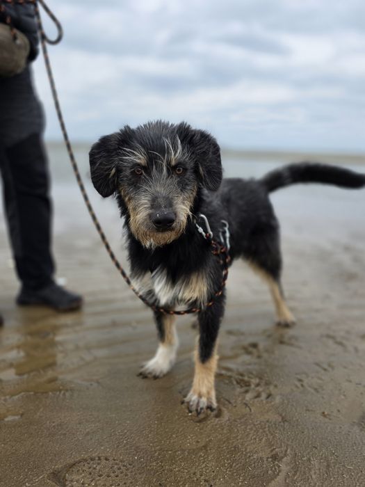 Czy bedzie musiał trafić do schroniska? 3 dom go porzucił