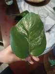 Monstera rezerwacja