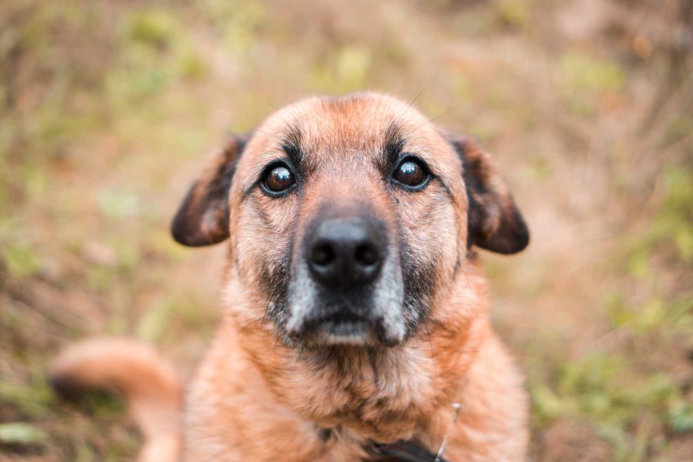 12 letni Skalpel szuka domu!