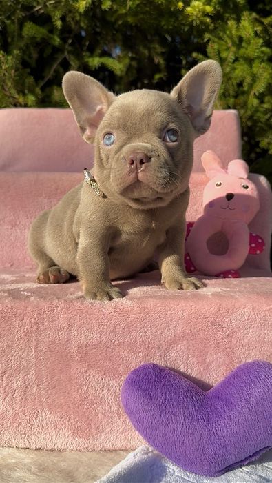 Buldog Francuski dziewczynka New shade Isabella
