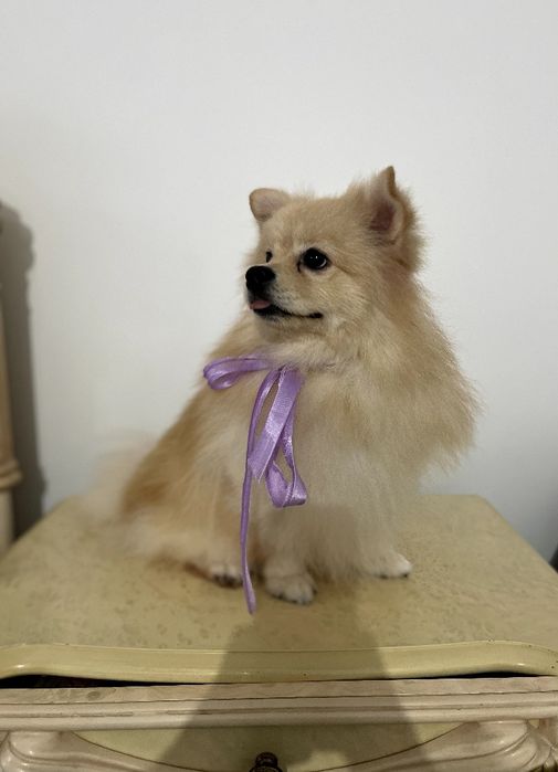 Обіймай і не відпускай  чарівні Померанські шпіци тут!