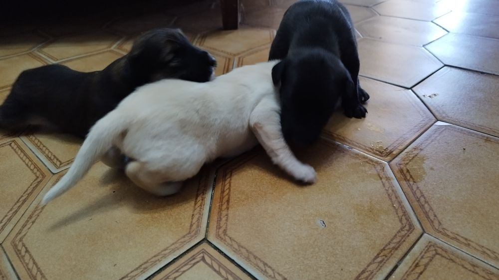 Dou cães fofinhos