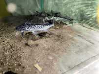 Platynematychtis Notatus - Lince cat