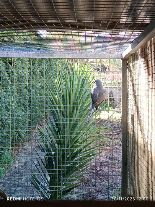 Várias aves para cedência