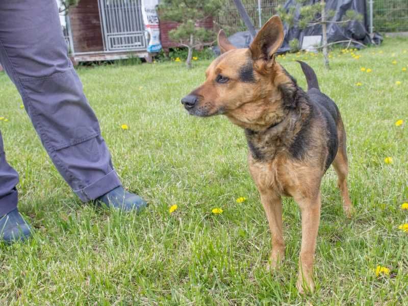 Karlik - spokojny i lubiący towarzystwo człowieka