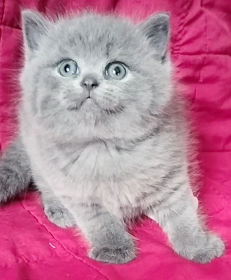 British Shorthair para reserva