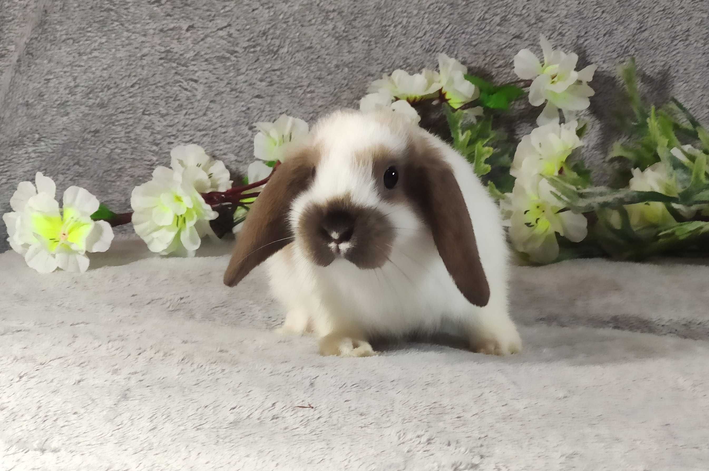 Królik MINI LOP lopek miniaturka króliczek baranek +WYPRAWKA