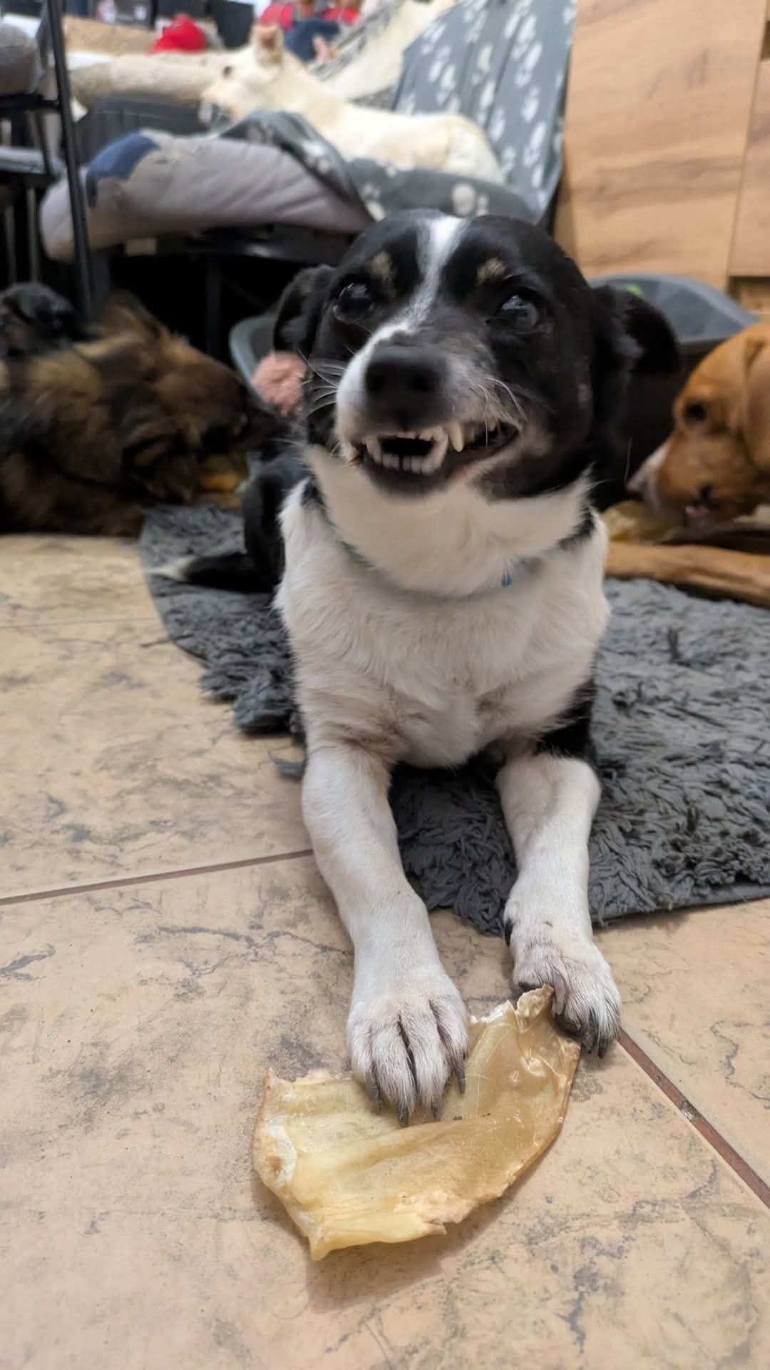Psiotka - mała delikatna sunia do adopcji