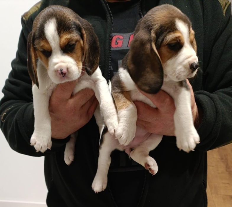Sprzedam Beagle tricolor