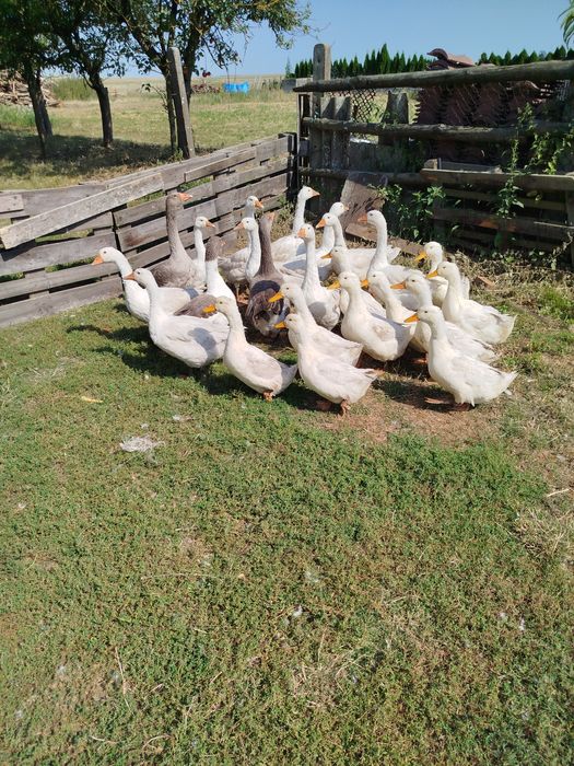 Sprzedam gęsi białe i kaczki pekin