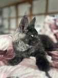Kociak Mainecoon