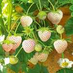 Sadzonki Truskawka biała ananasowa PINEBERRY bardzo słodka sadzonka