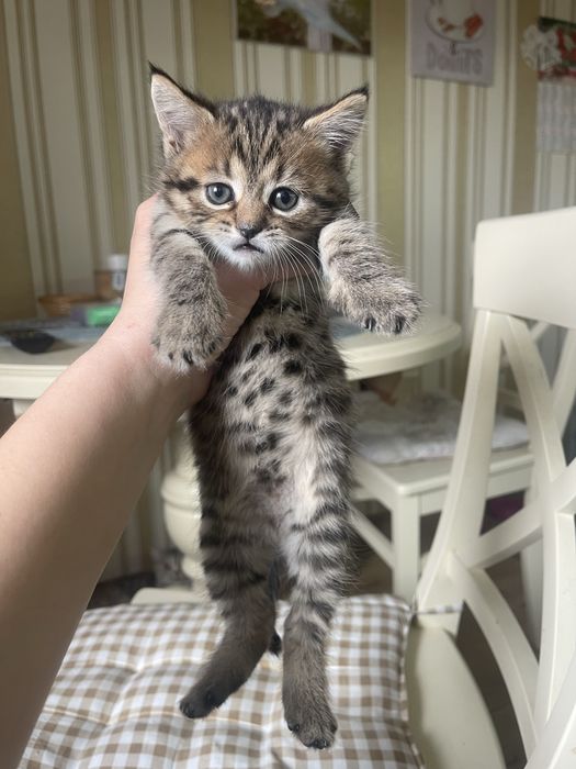 Котенок девочка осталась одна