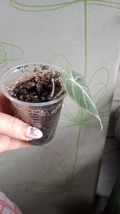 Алоказія. Пересилаю