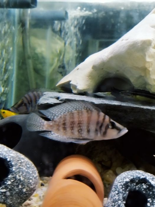 Altolamprologus calvus white tanganika