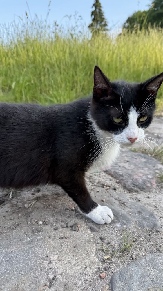 roczna kotka do adopcji