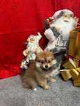 Spitz alemão anão fêmea
