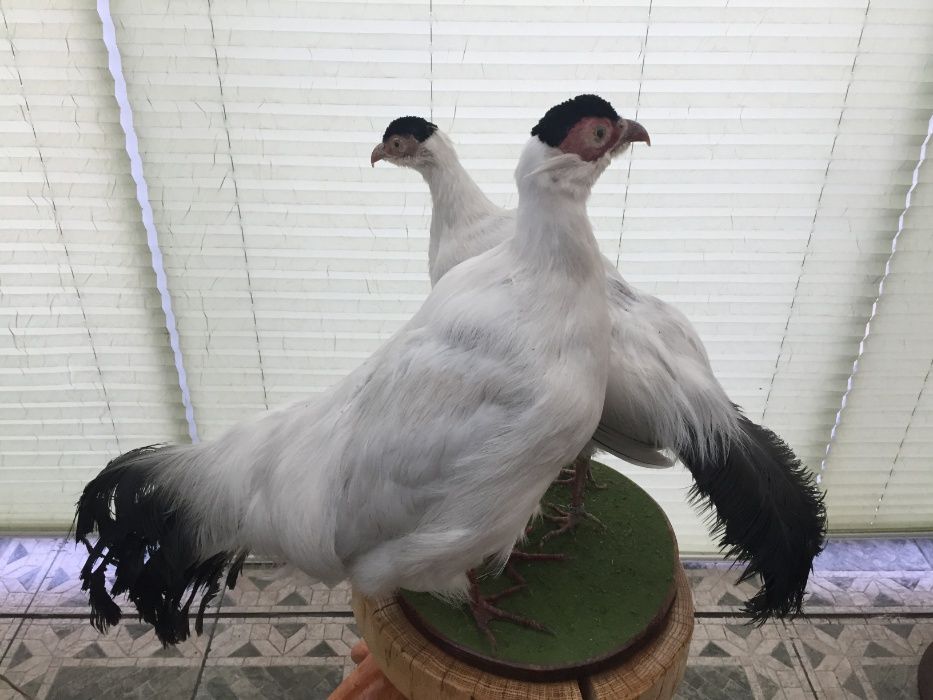 Продам Чучела фазанов белых ушастых.