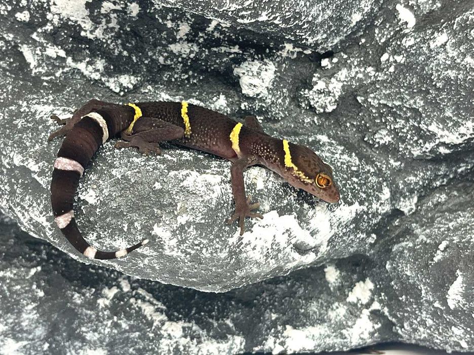 Gekon lamparci chiński chińskie gekony lamparcie Wrocław