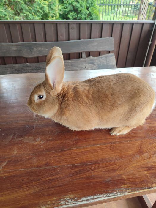 Króliki burgundzkie samce i samice