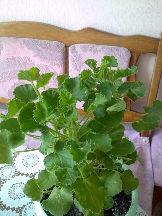 Пеларгонія духмяна (пеларгония душистая) КУЩІ полуниця, лимон, кокос