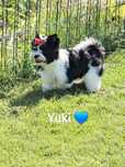 Yorkshire Terrier biało-czary PROMOCJA
