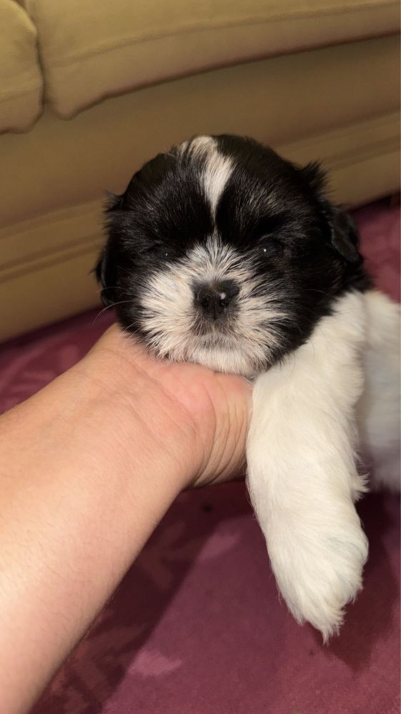 Shih-Tzu Bebé maravilhosos