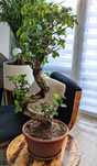 Drzewko Ficus Bonsai 90 cm