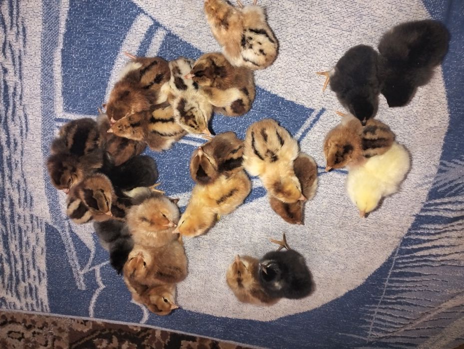 Продам курчата 3х Дені