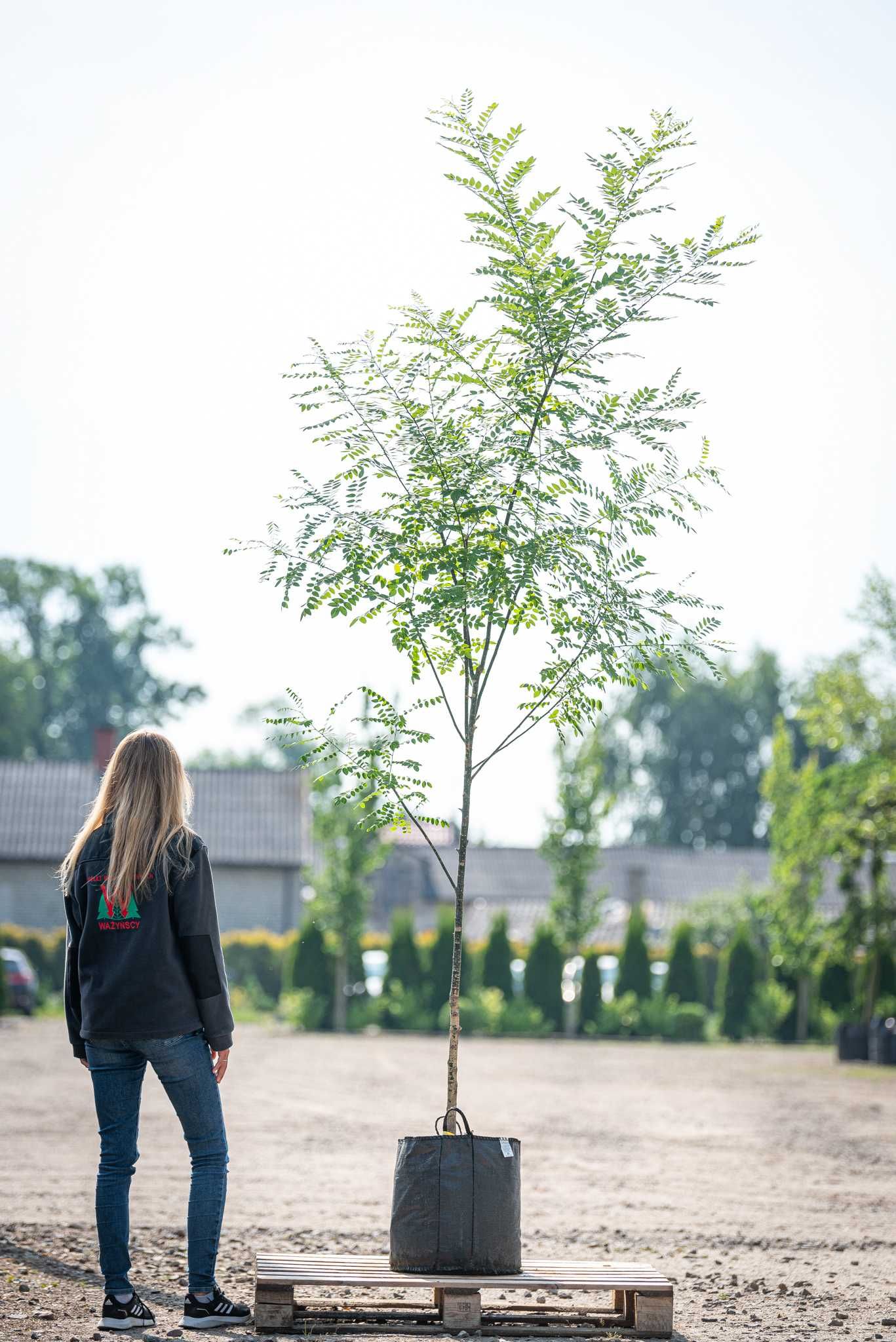 Perełkowiec japoński/ Sofora chińska/ Szupin/ Sophora japonica