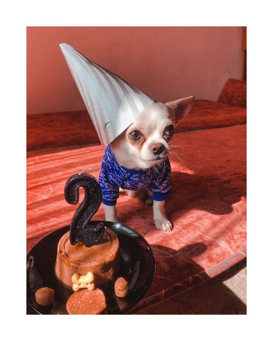 В’язка Чіхуахуа міні хлопчик