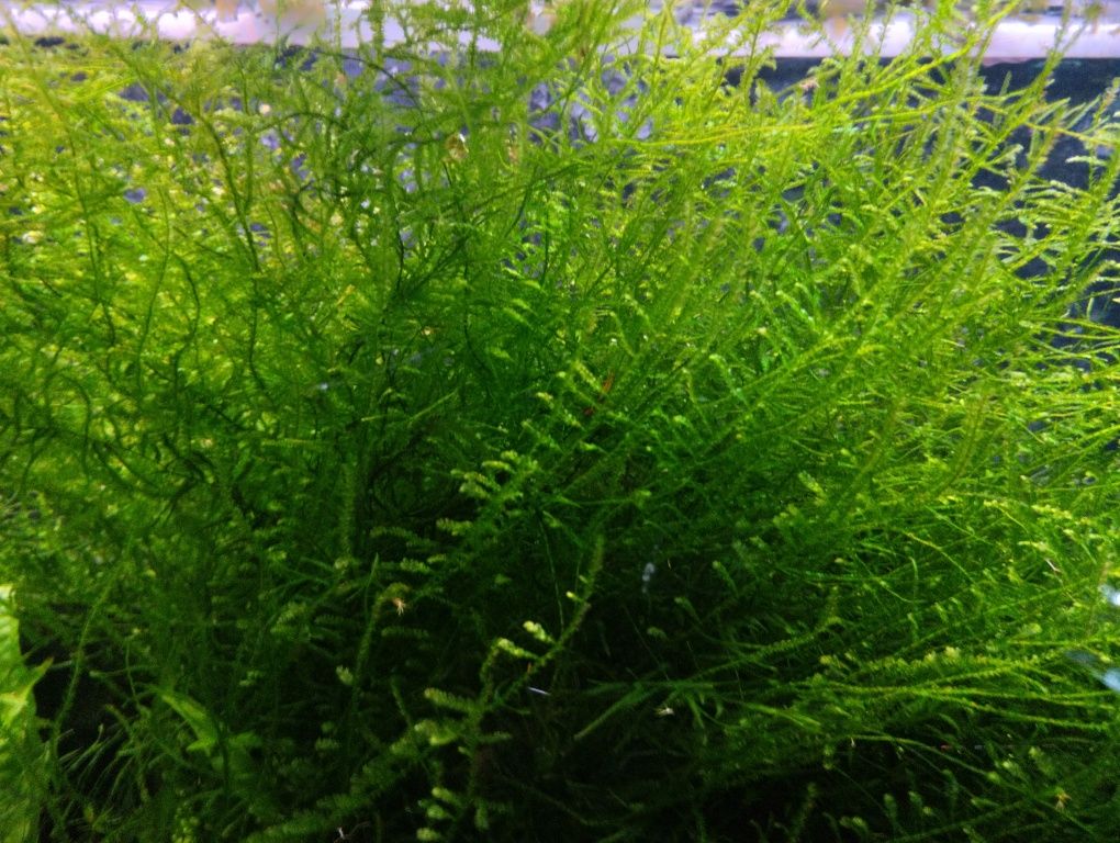 Musgo de Java planta de aquário