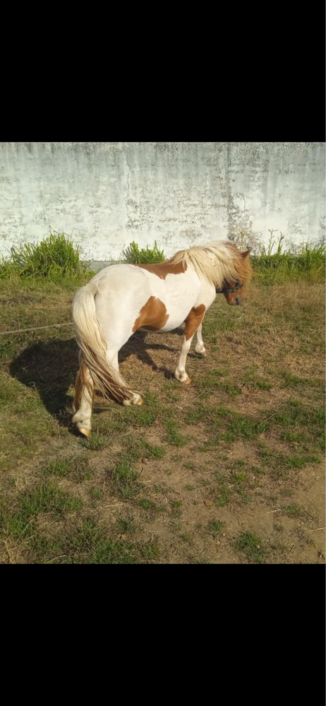 Ponei macho inteiro