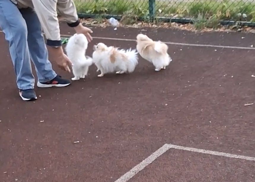 Малыши-шпицули! Мальчики и девочки на ладошку! 1,5-10 месяцев, Киев.