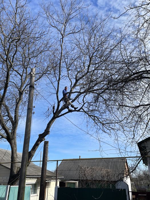 Арбористи.Зріз,обріз,спилювання,професійна валка дерев Утеплення