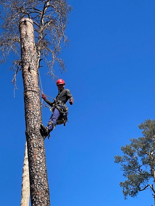 Зрізання дерев, Кронування, Обрізка, Зачистка території, Утилізація