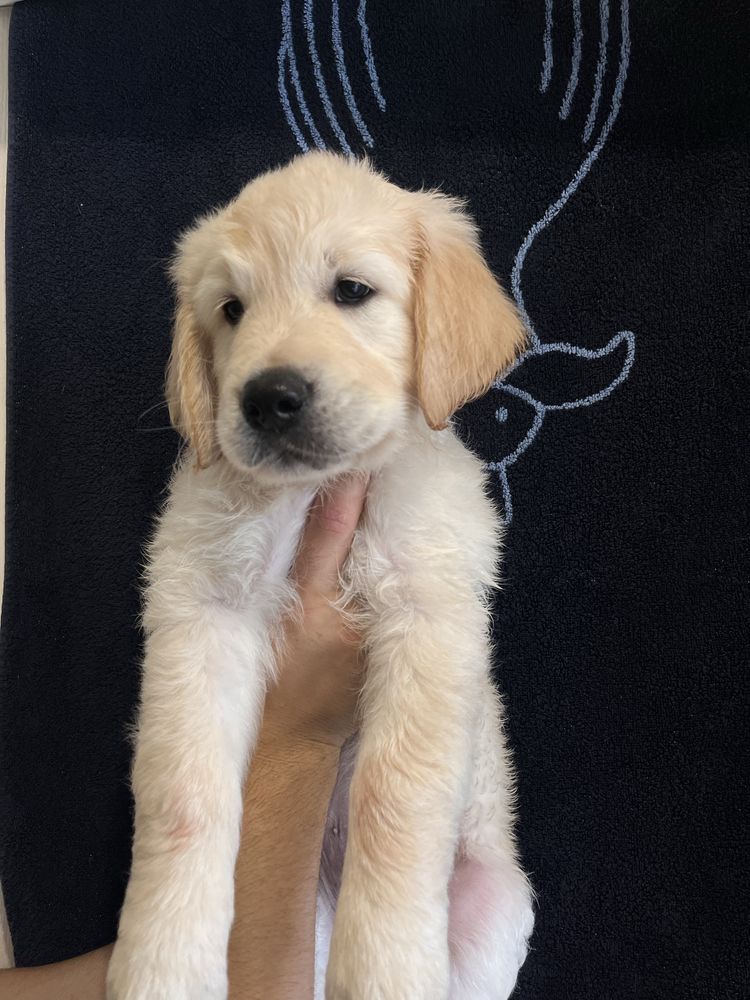 Щенки Golden Retriever. Золотистый ретривер с документами