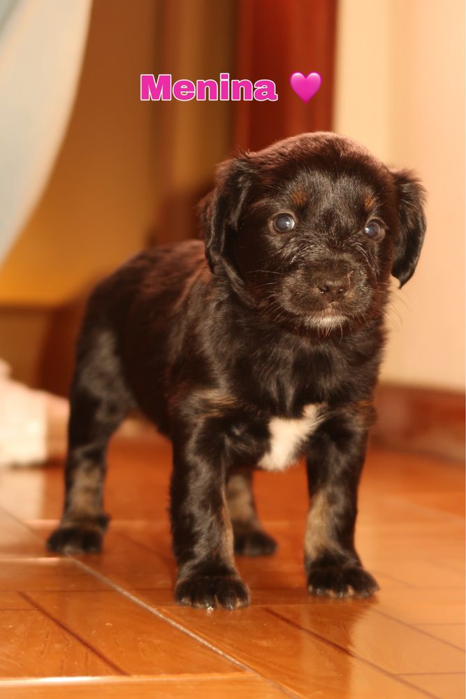 Cachorrinhos para adoção