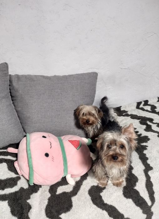 Два малюки йоріки.