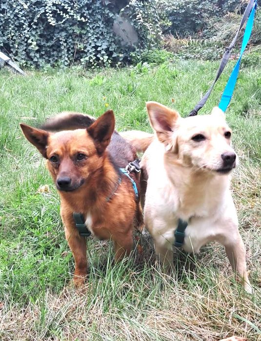 Cudna, przytulaśna, przekochana, wesoła sunia szuka domu