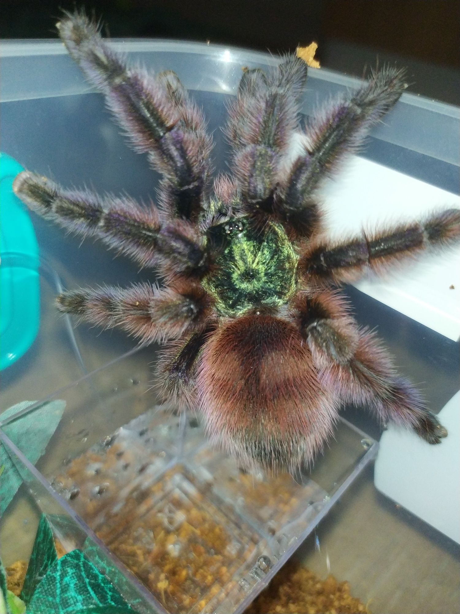 caribena versicolor samica 5,5 DC Ptasznik po kopulacji