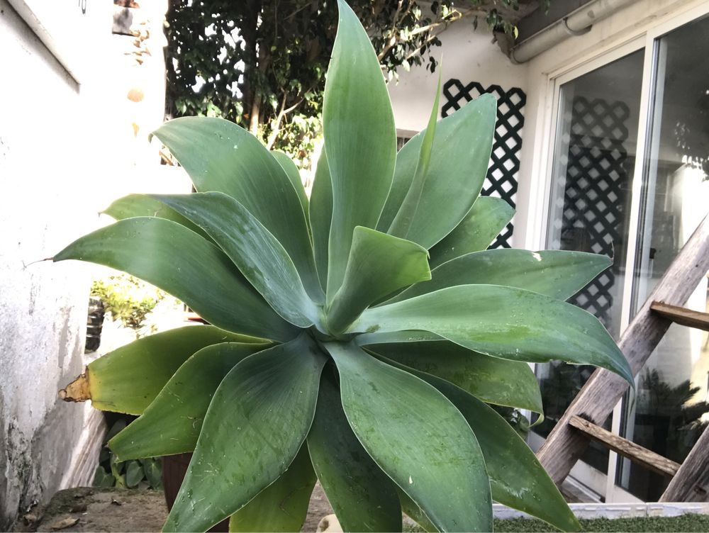 Planta Agave-Dragão