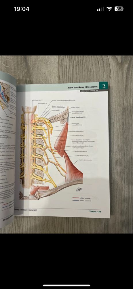 Atlas anatomiczny netter