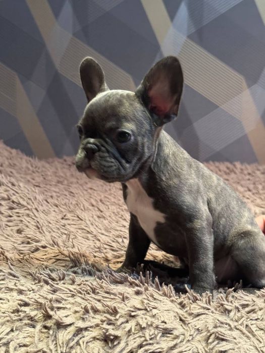 французький бульдог цуценята