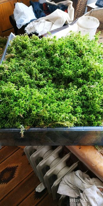 Мох сфагнум зелений свіжий свежий живой для орхидей улиток равликів