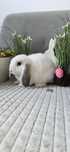 Królik mini lop z domowej hodowlii