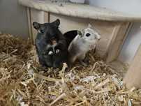 Myszoskoczek myszoskoczki gerbil