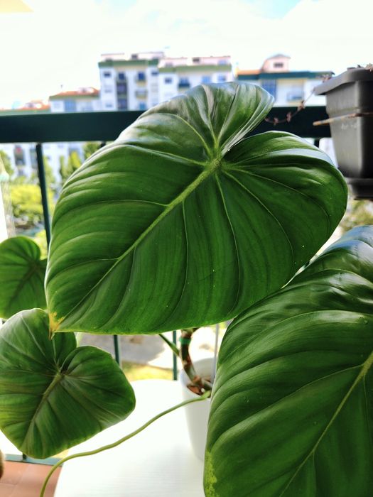 Philodendron McDowell // planta rara interior